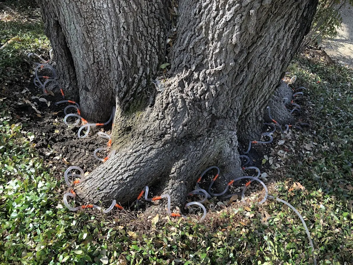 Detailed Tree Cabling and Bracing job site in Maryneal