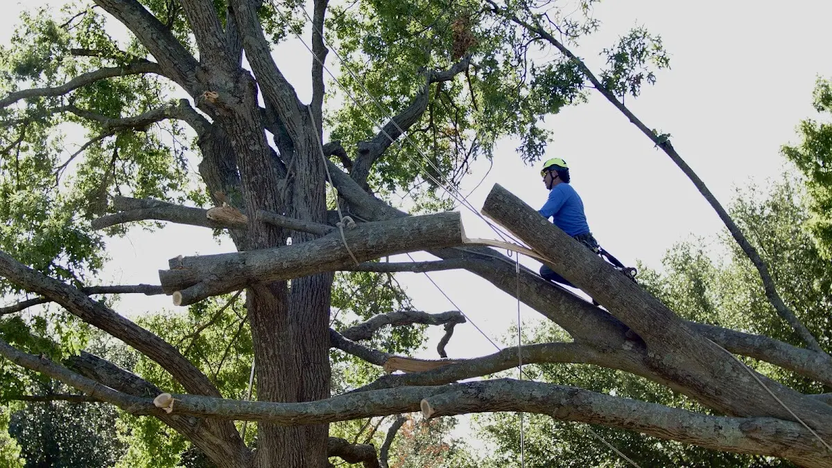 Professional Hazardous Tree Removal performed by certified arborists in Maryneal