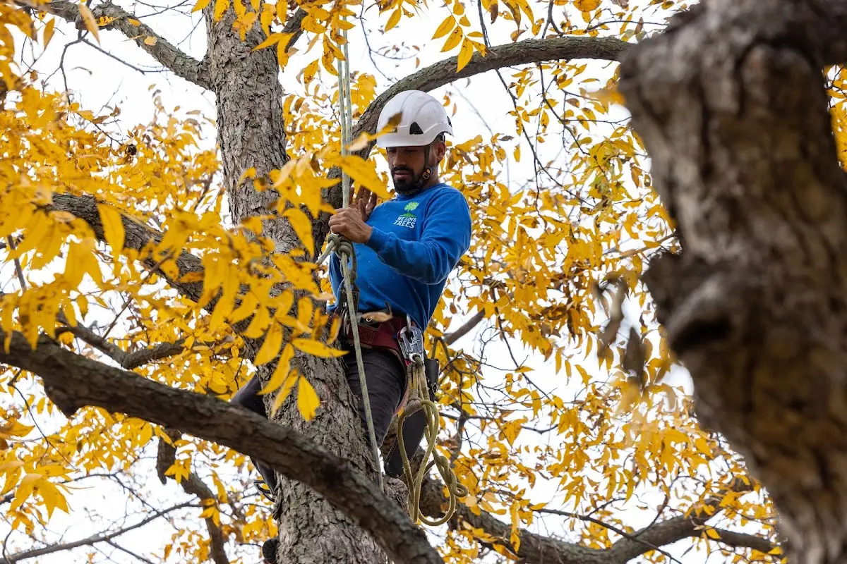 Skilled Tree Pruning crew working in Maryneal